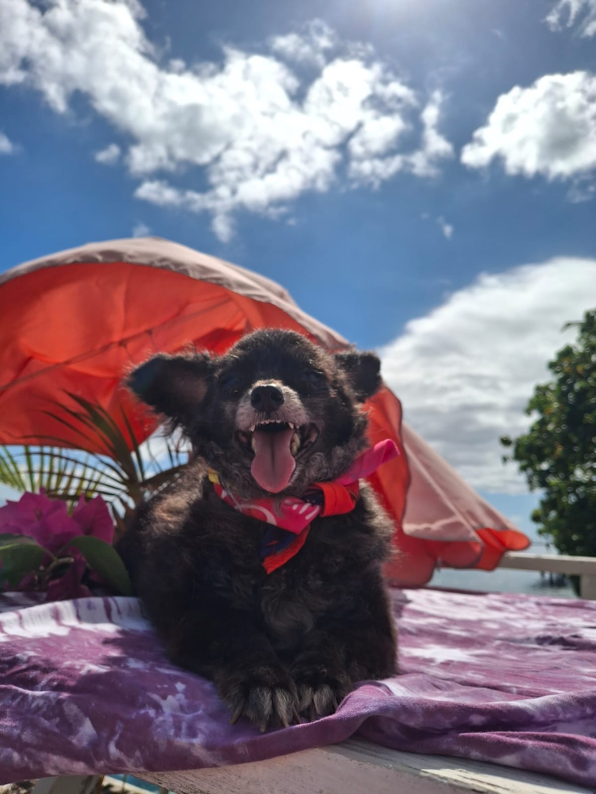 Adoption PONIOU