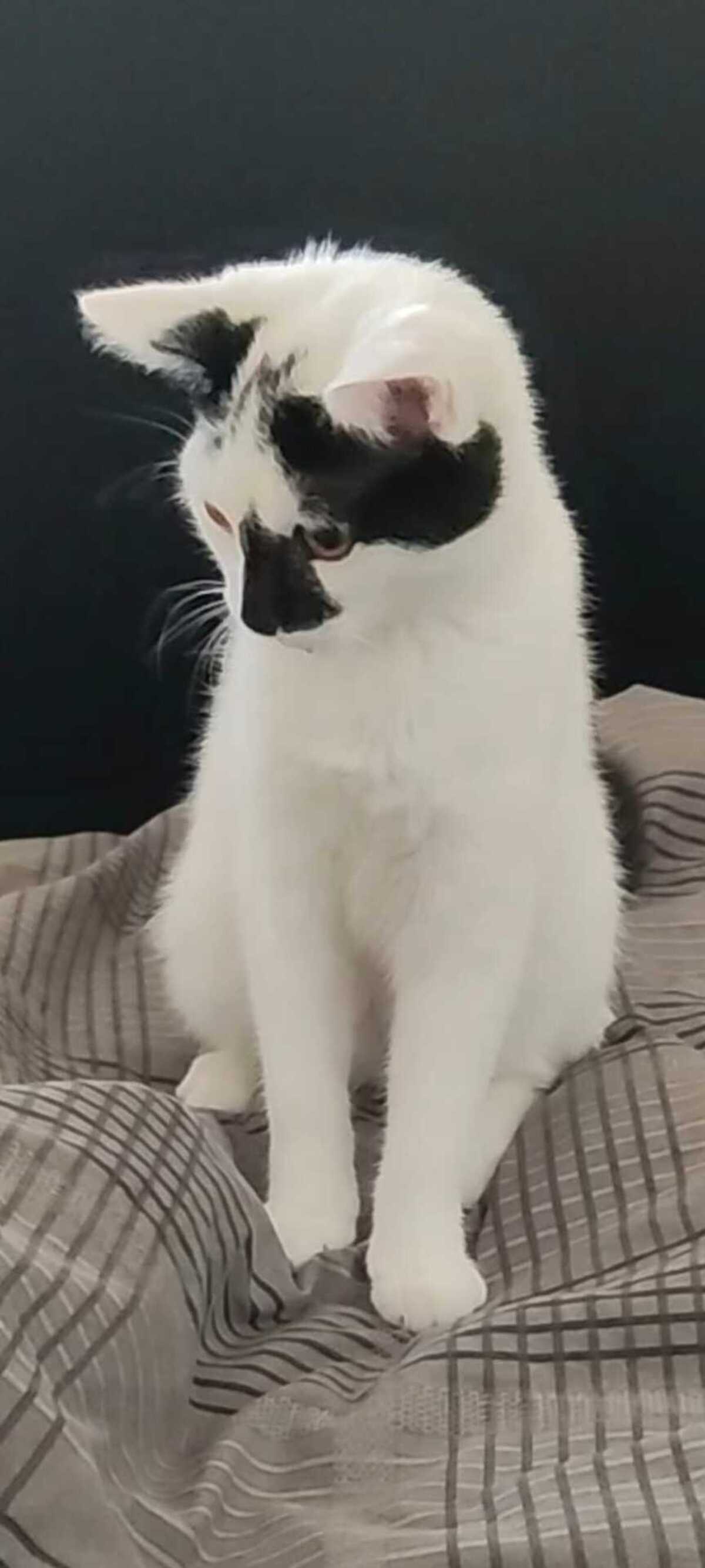 Adoption Kimy