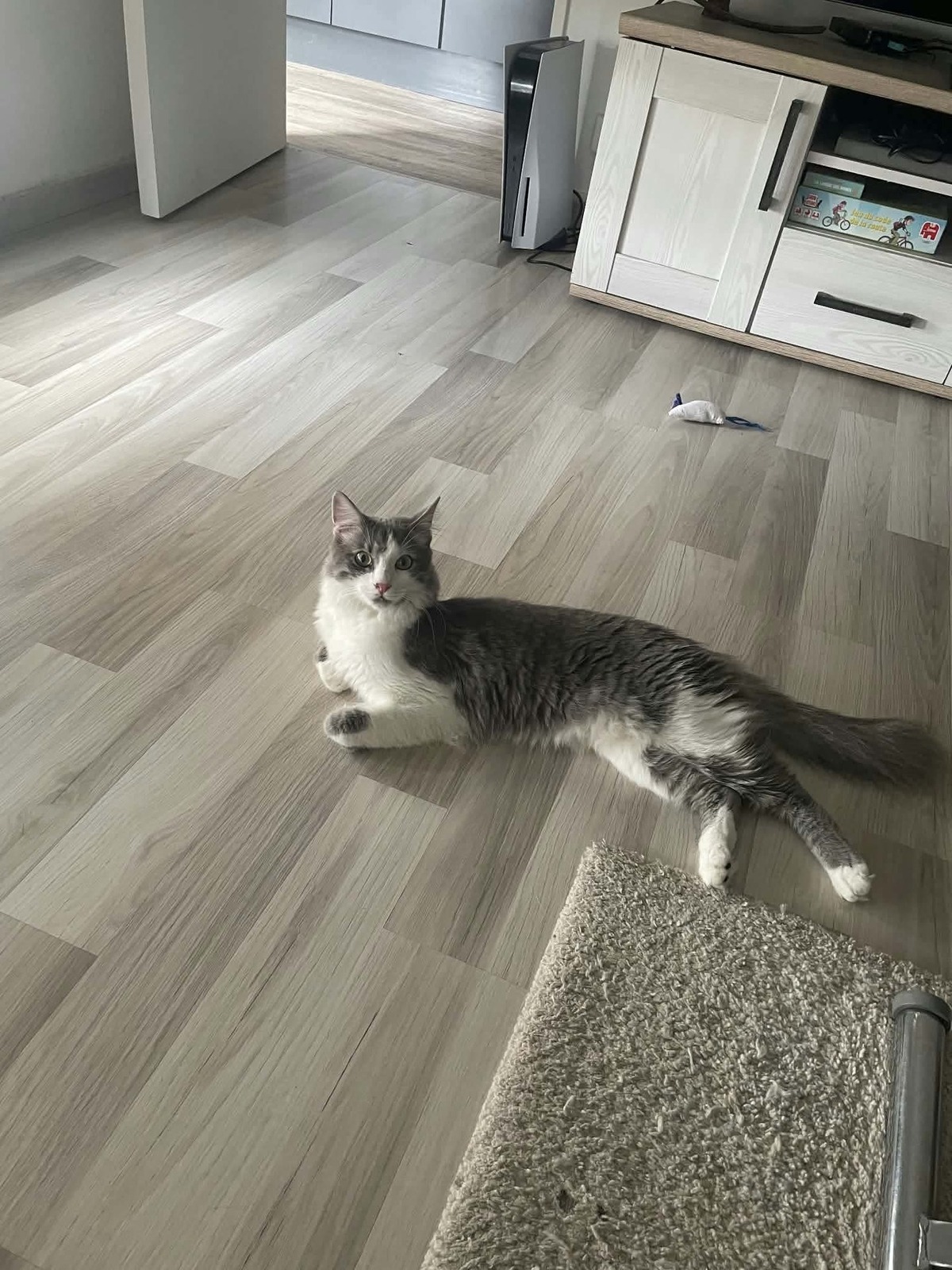 Adoption Shizo
