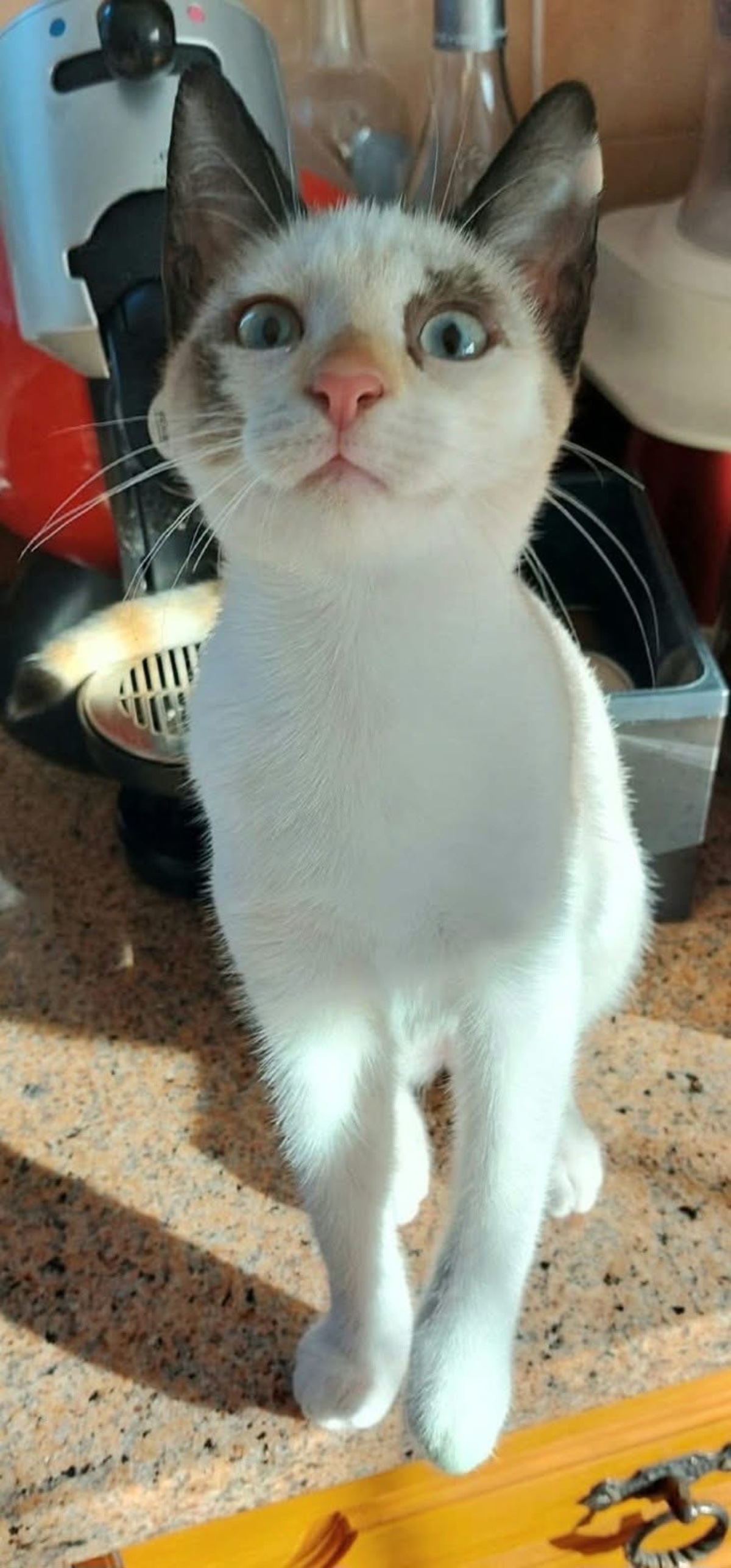 Adoption Madalena  