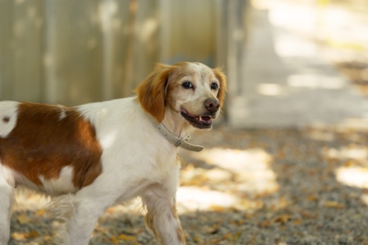 Adoption Balia