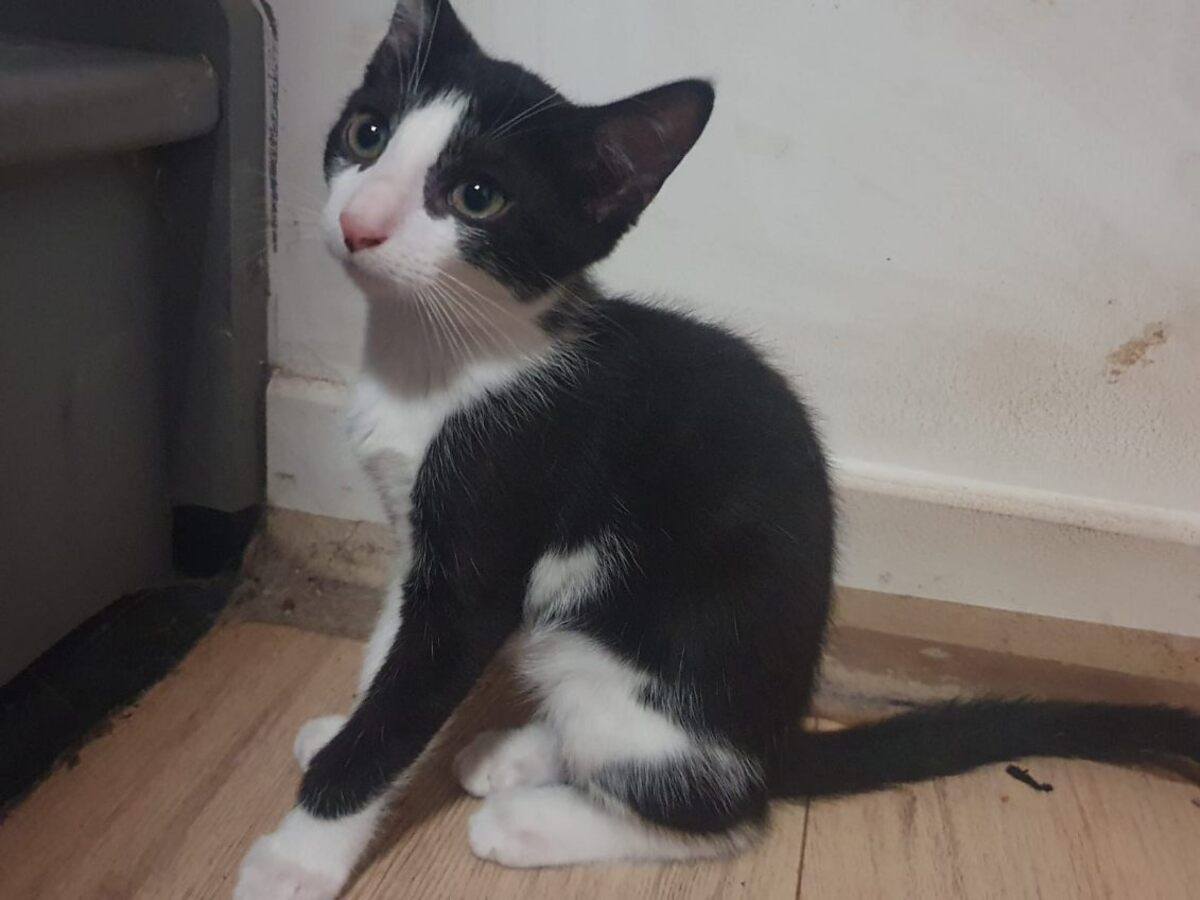 Adoption Six
