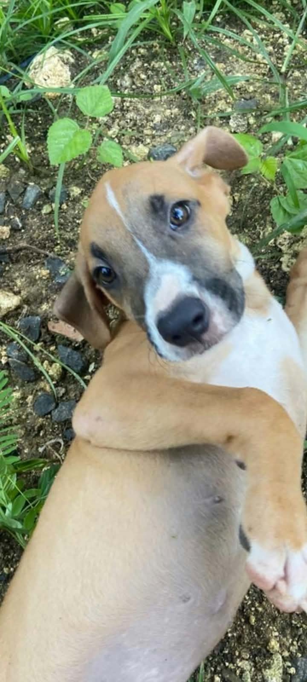 Adoption Britney