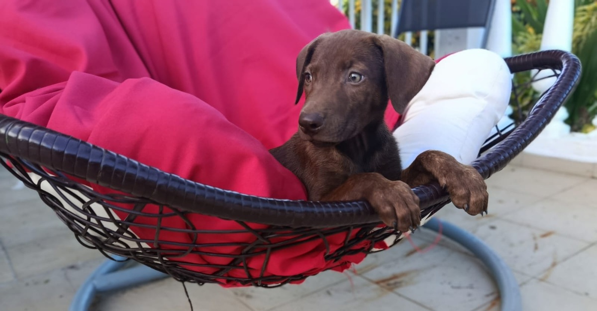 Adoption Rusty