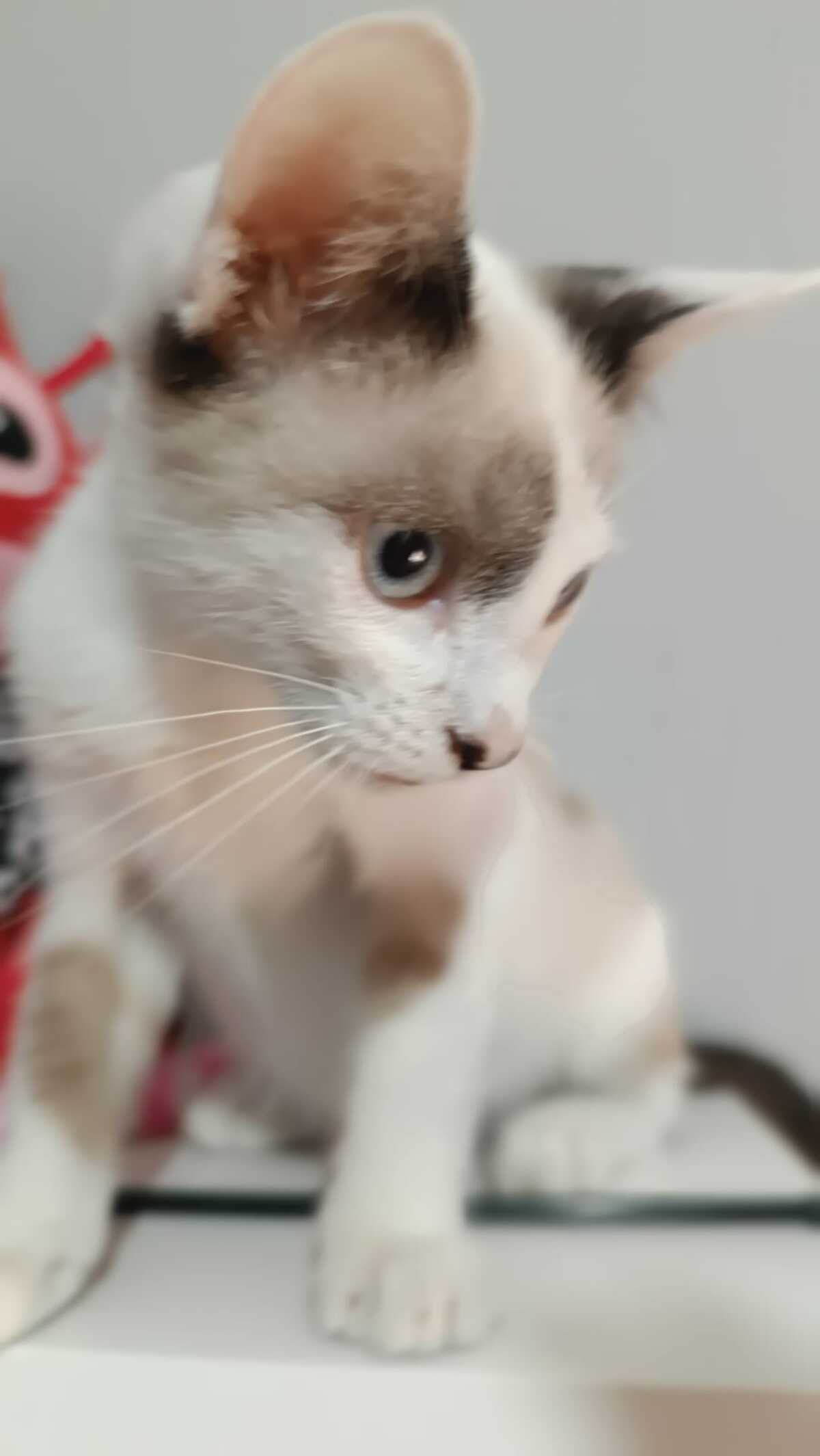 Adoption Dastin