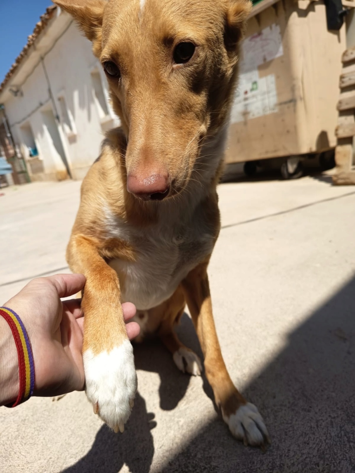 Adoption BERTO