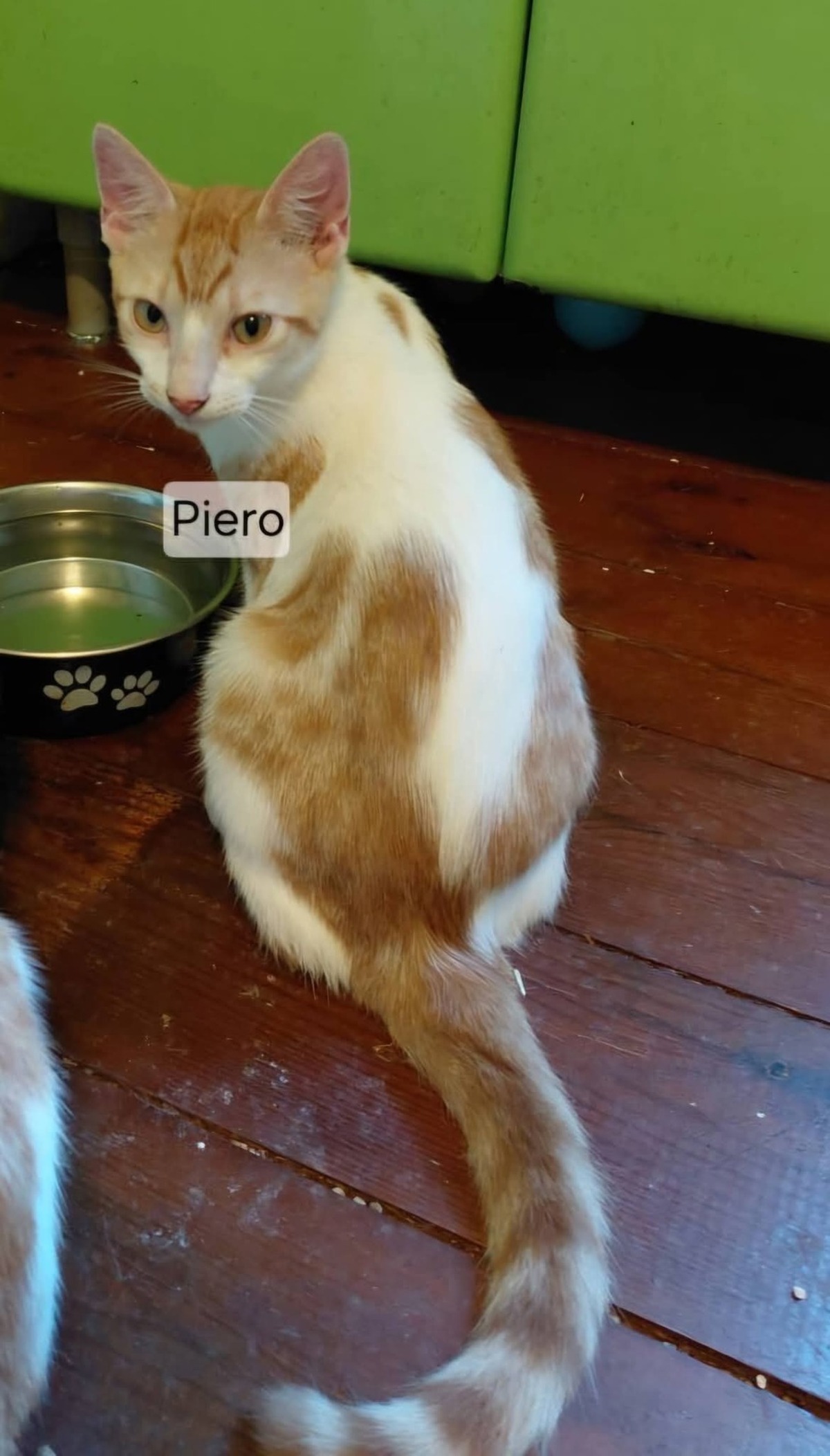 Adoption Pierro