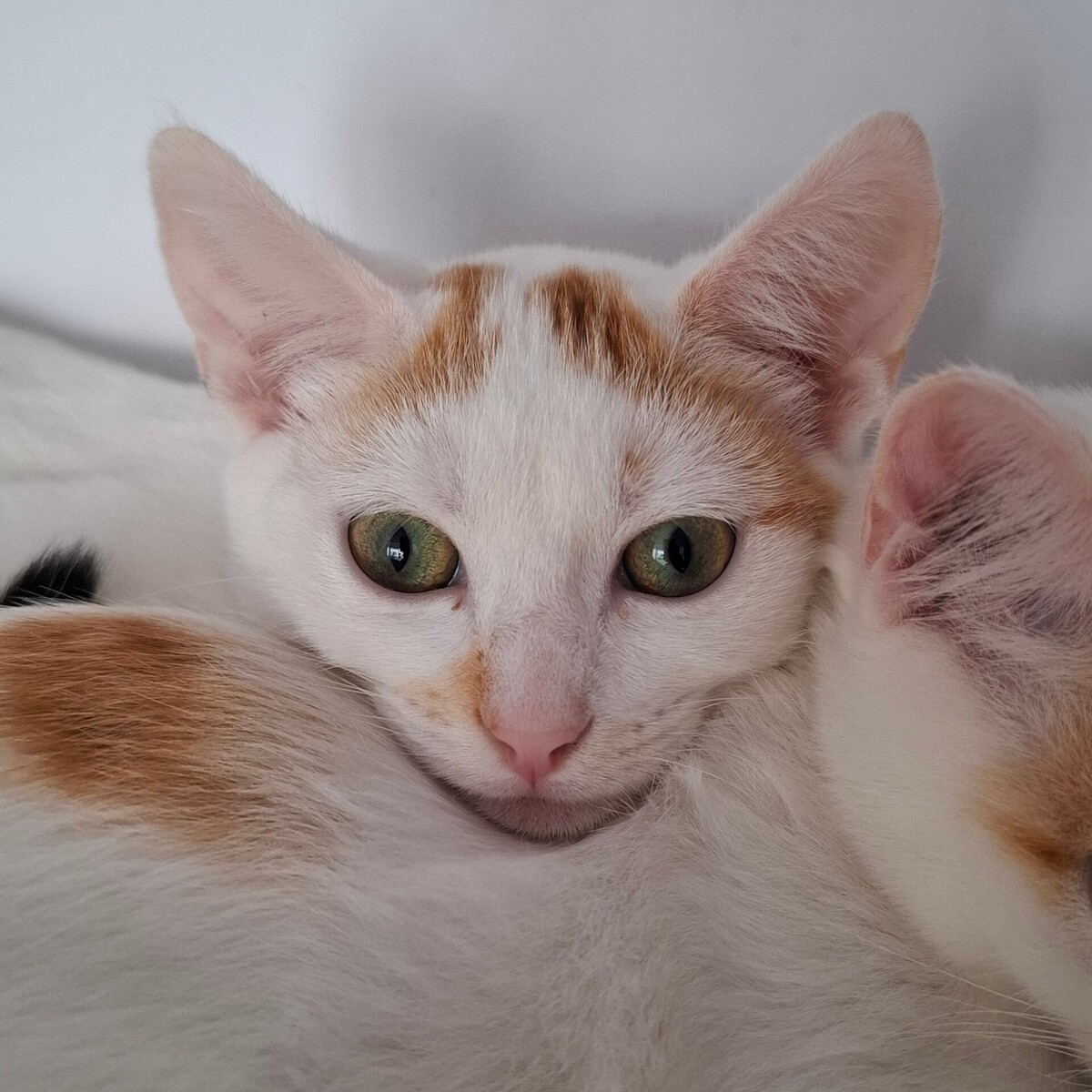 Adoption BERMUDE