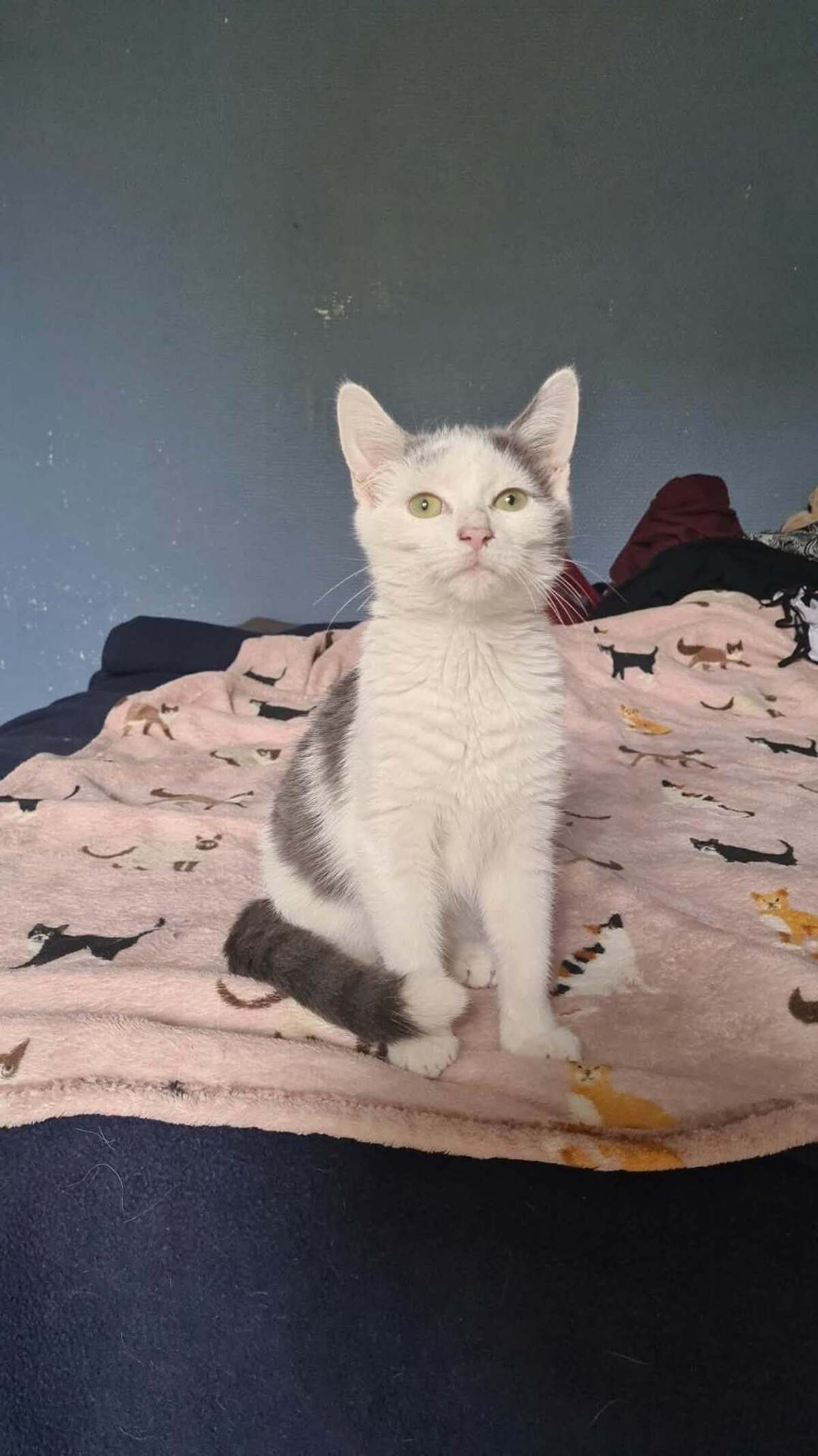 Adoption Calimero