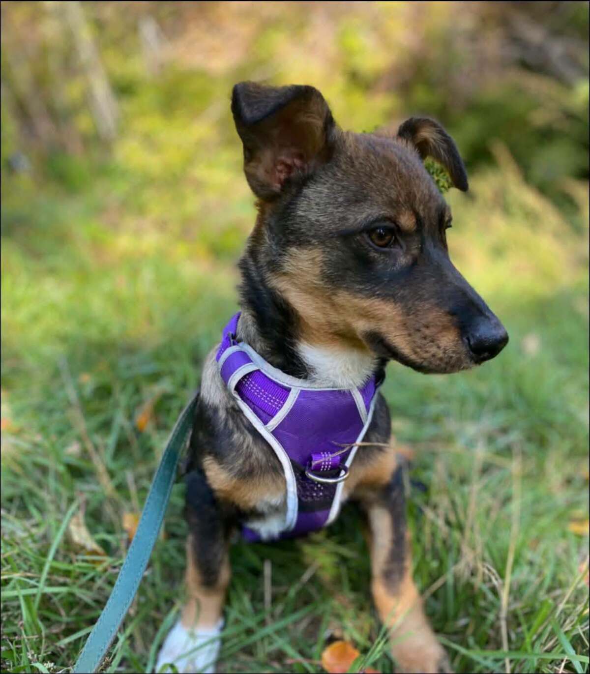 Adoption Vesta