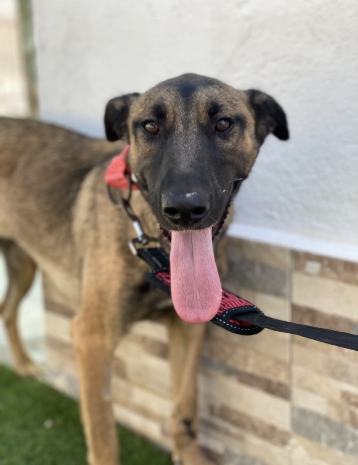 Adoption Beatriz