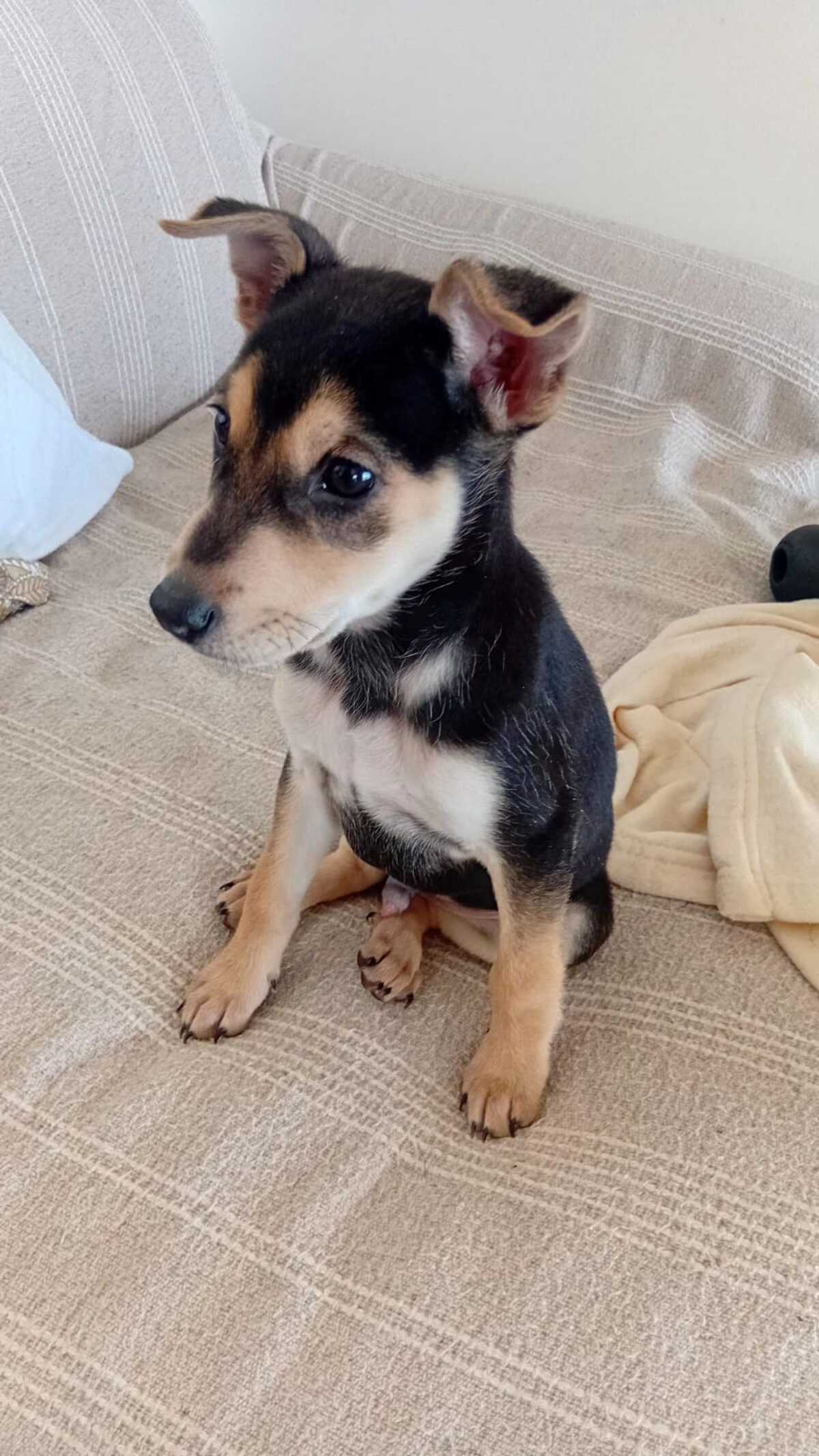 Adoption Nuts