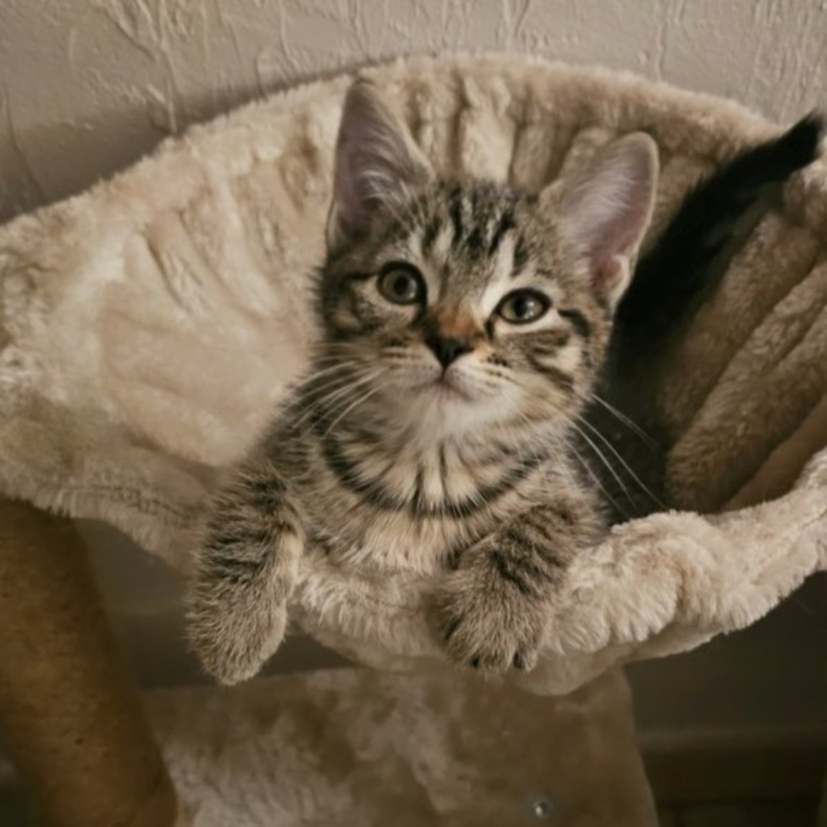 Adoption Sakura