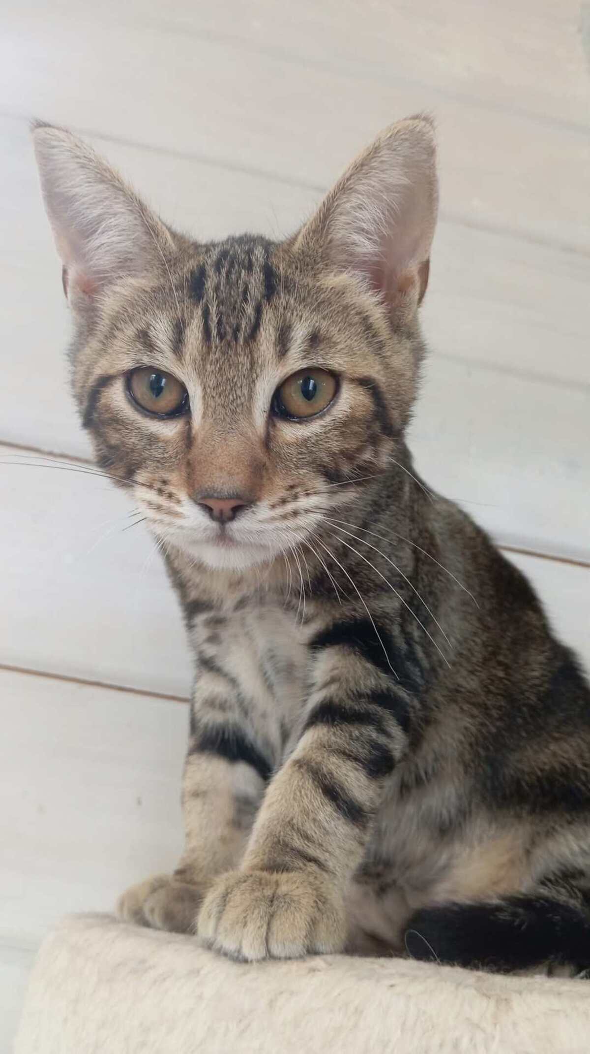 Adoption SMOOTHIE