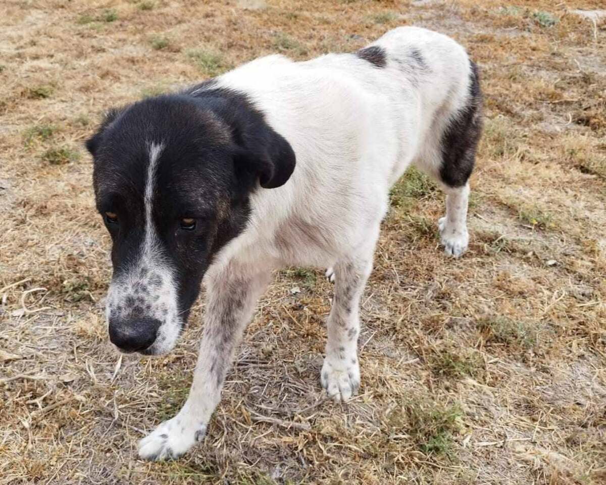 Adoption Maximus