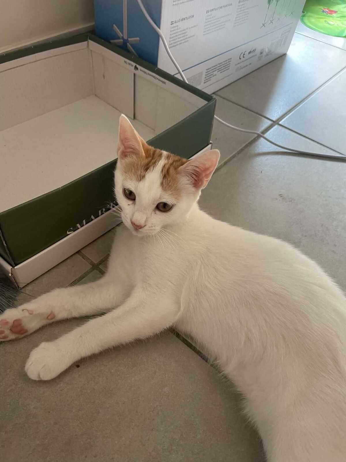Adoption Bernard