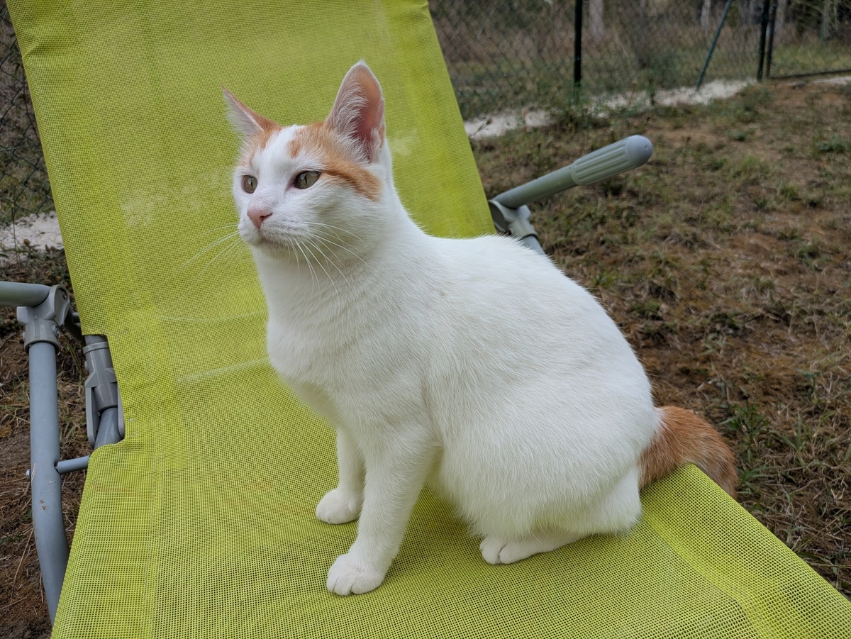Adoption Biobie