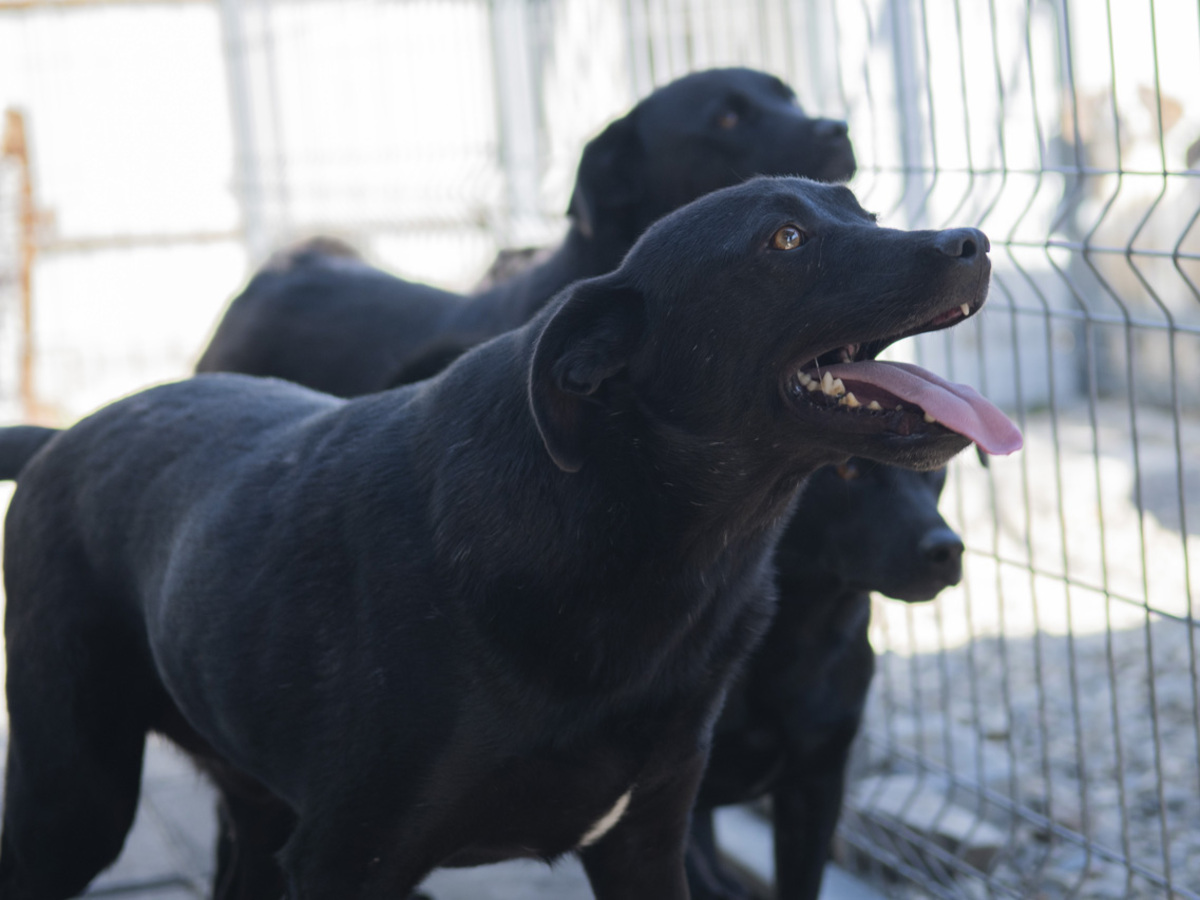 Adoption Rasko