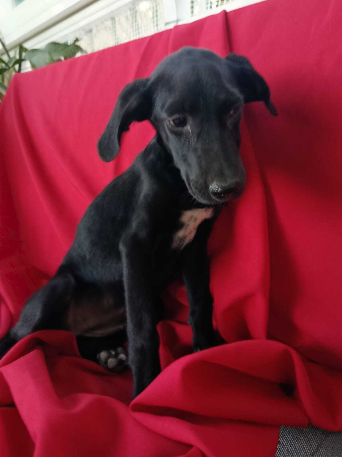 Adoption Sadie