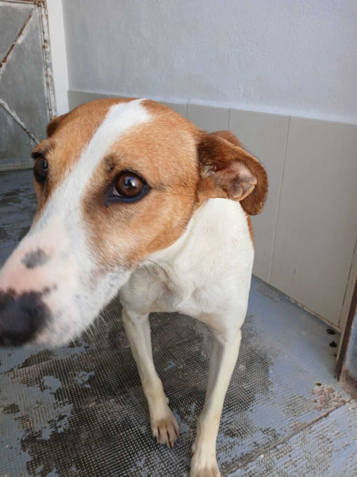 Adoption Gavilan