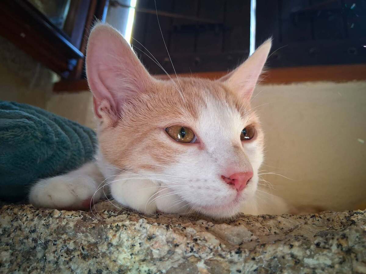 Adoption Brownie