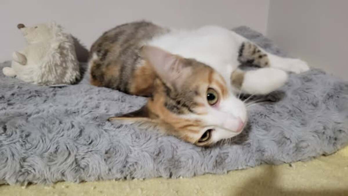 Adoption Frimousse