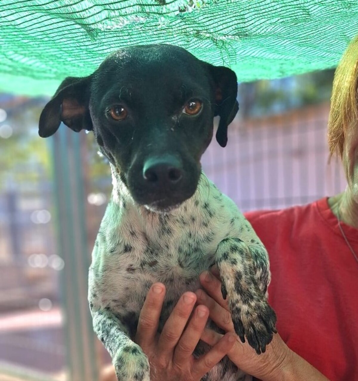 Adoption Oréa