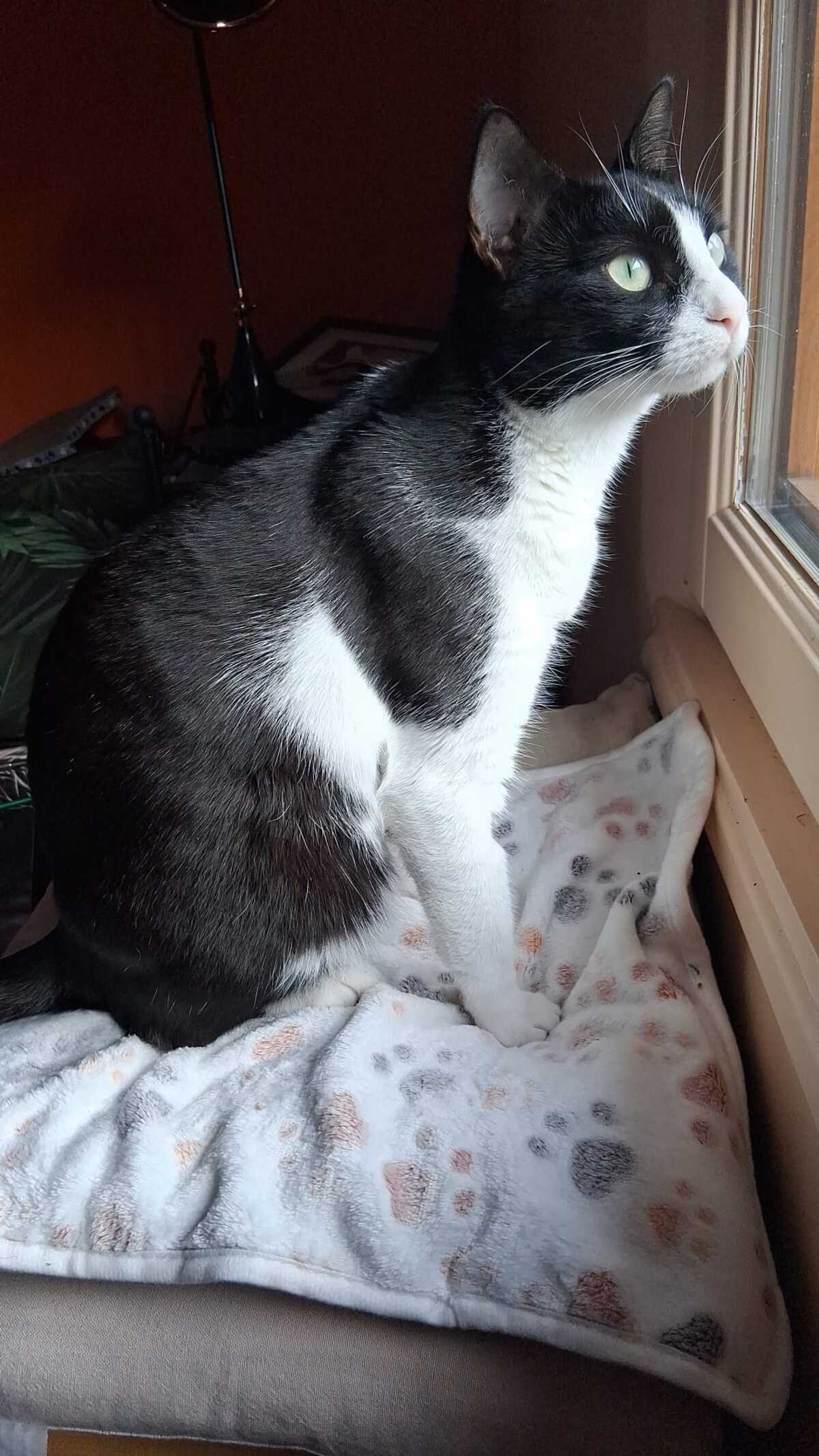Adoption Minouchka 