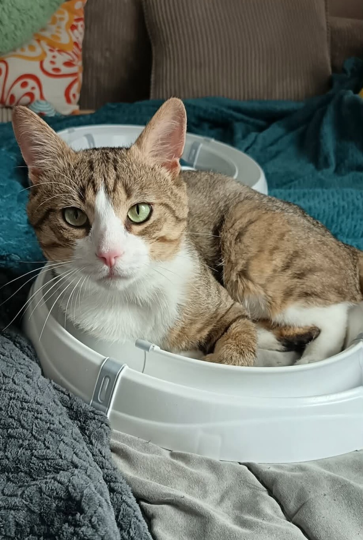 Adoption Tommy