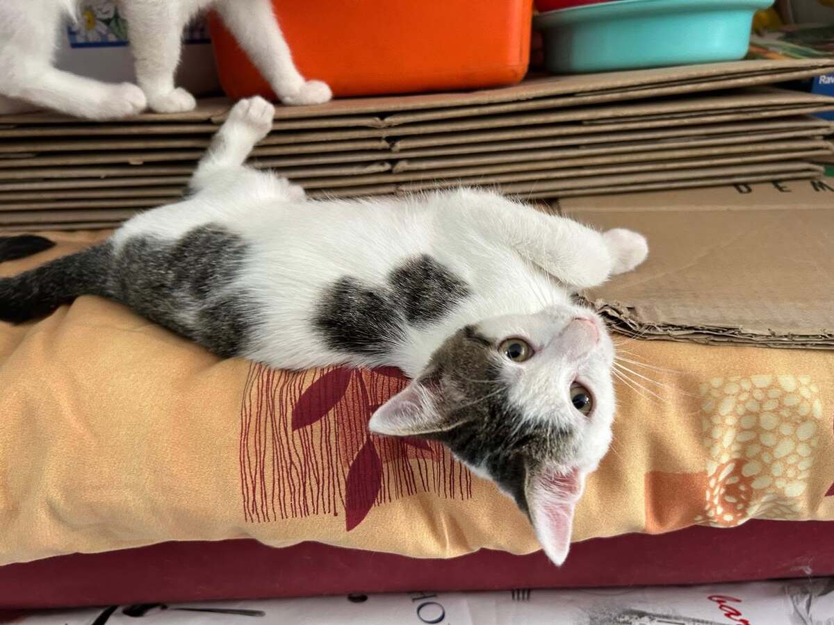 Adoption Ptiboudchat 