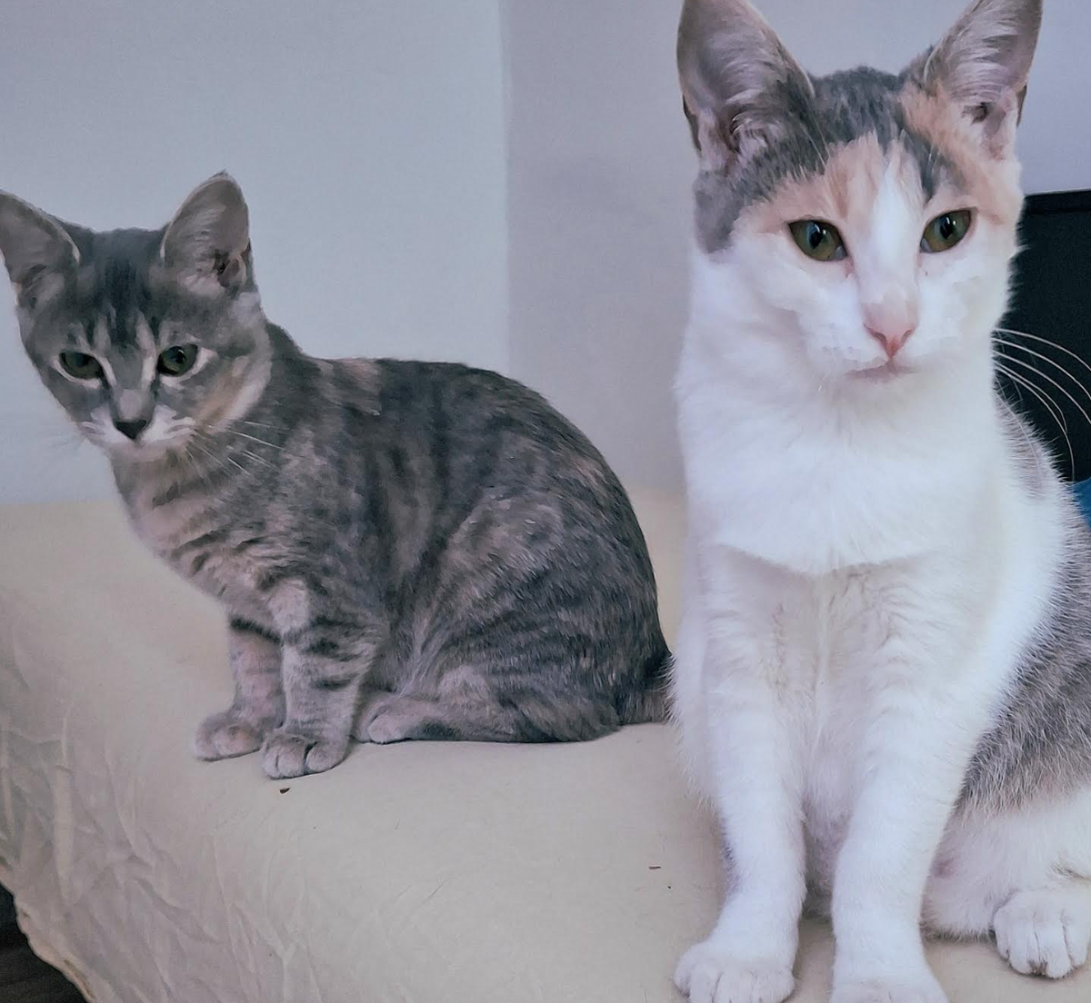 Adoption Bo & Saria