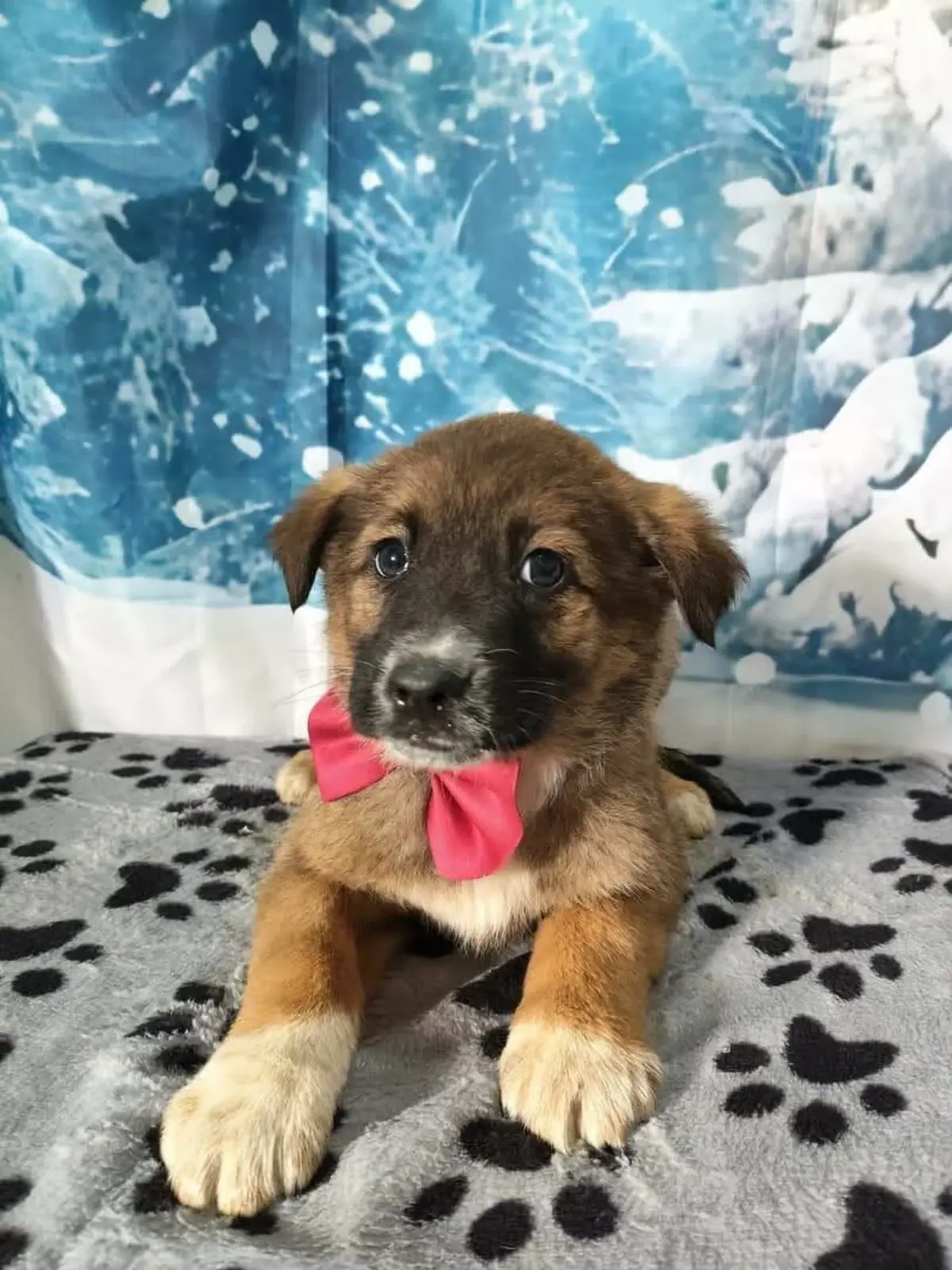 Adoption Bianca