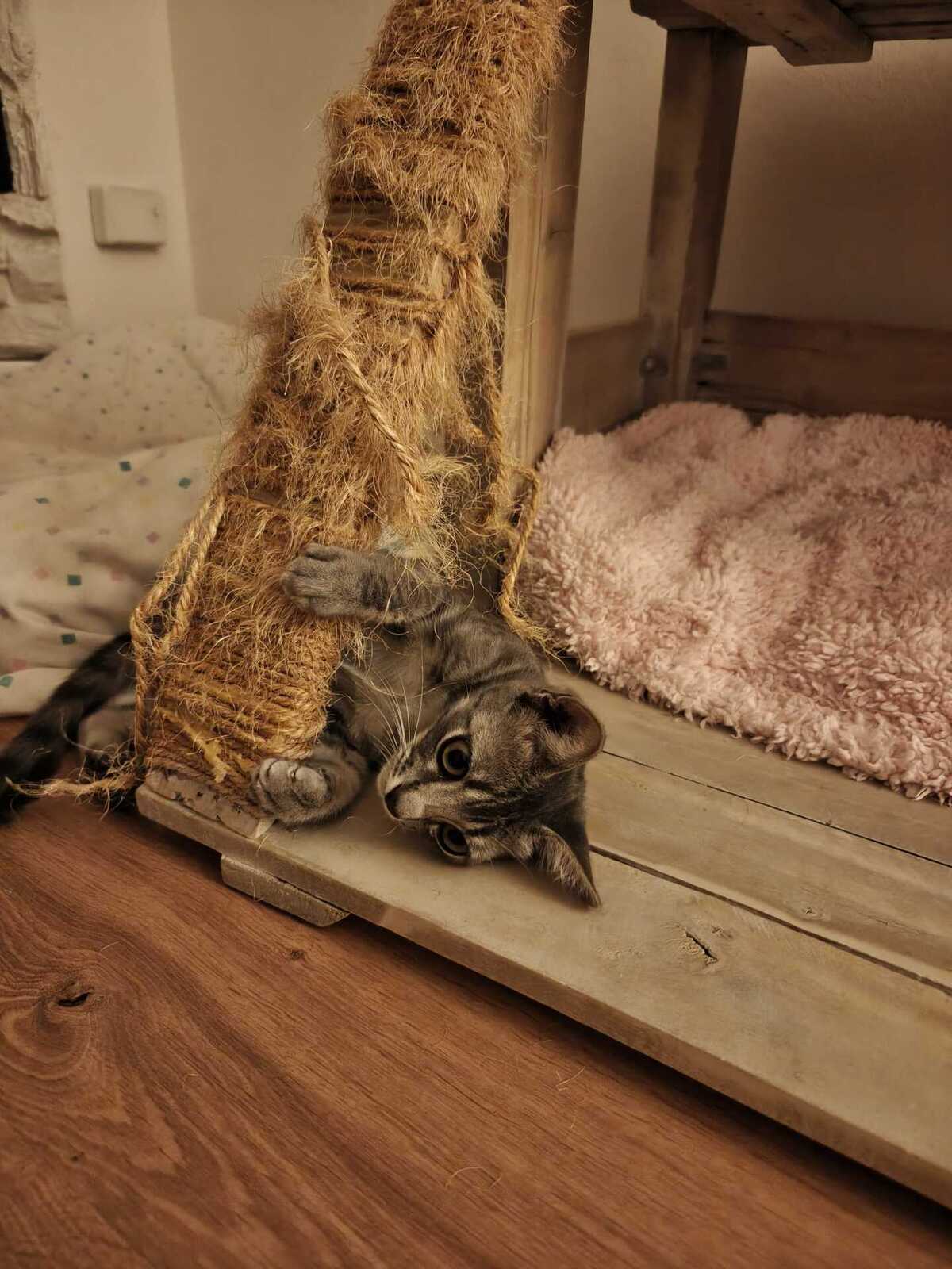 Adoption Benito