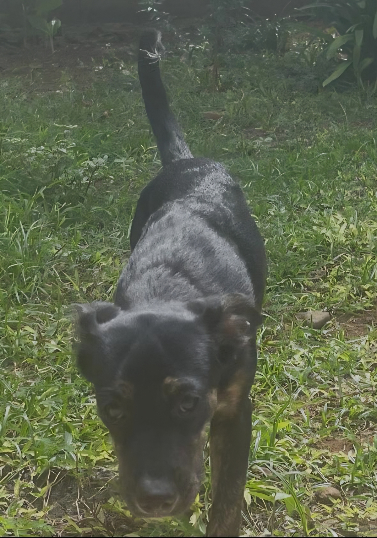 Adoption Tylia