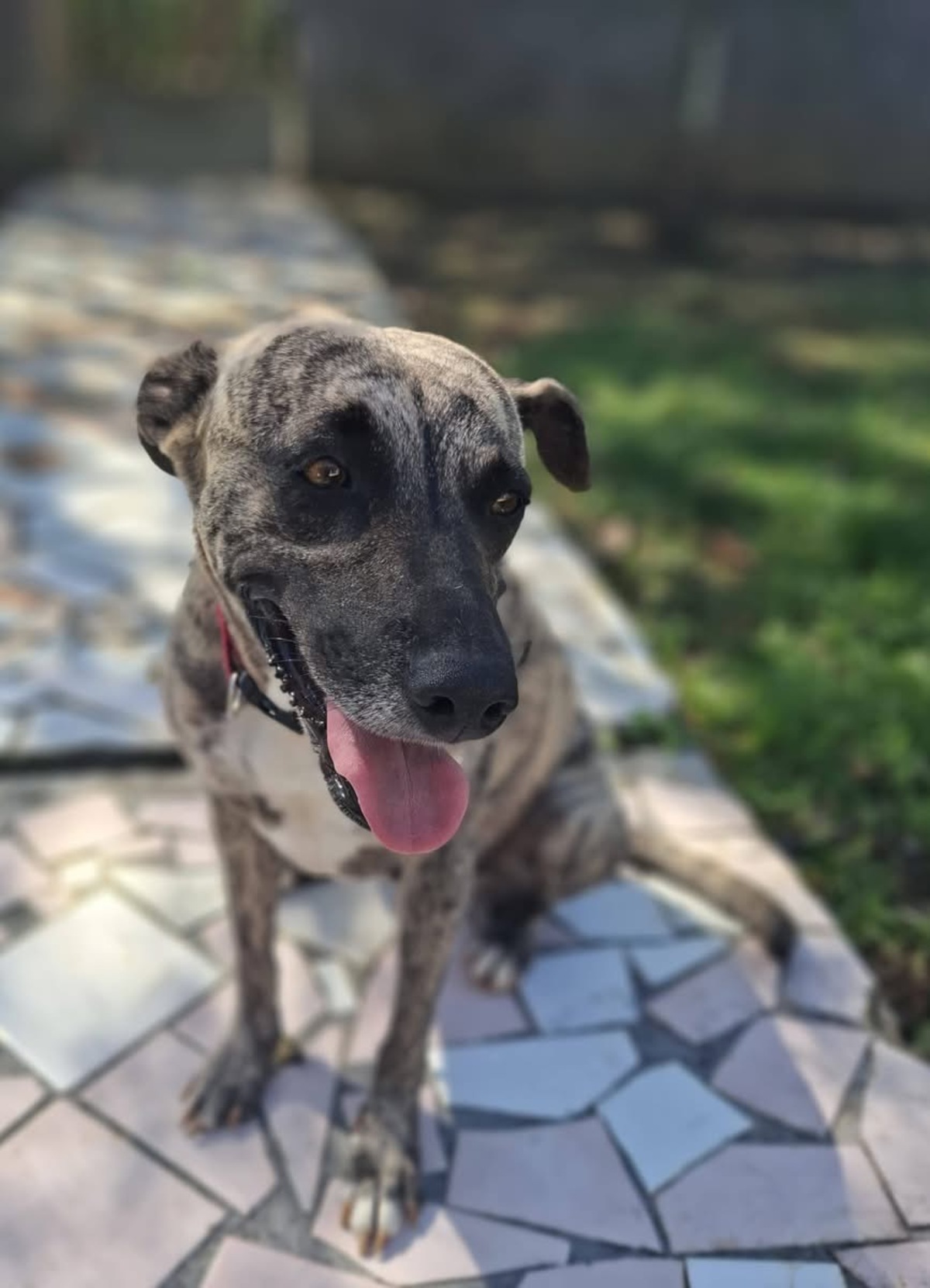 Adoption Donna