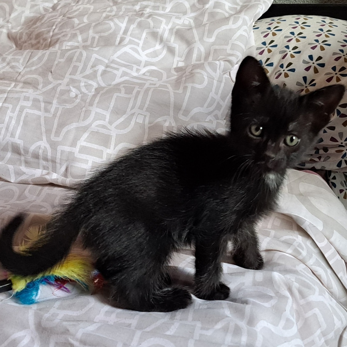 Adoption Tobago