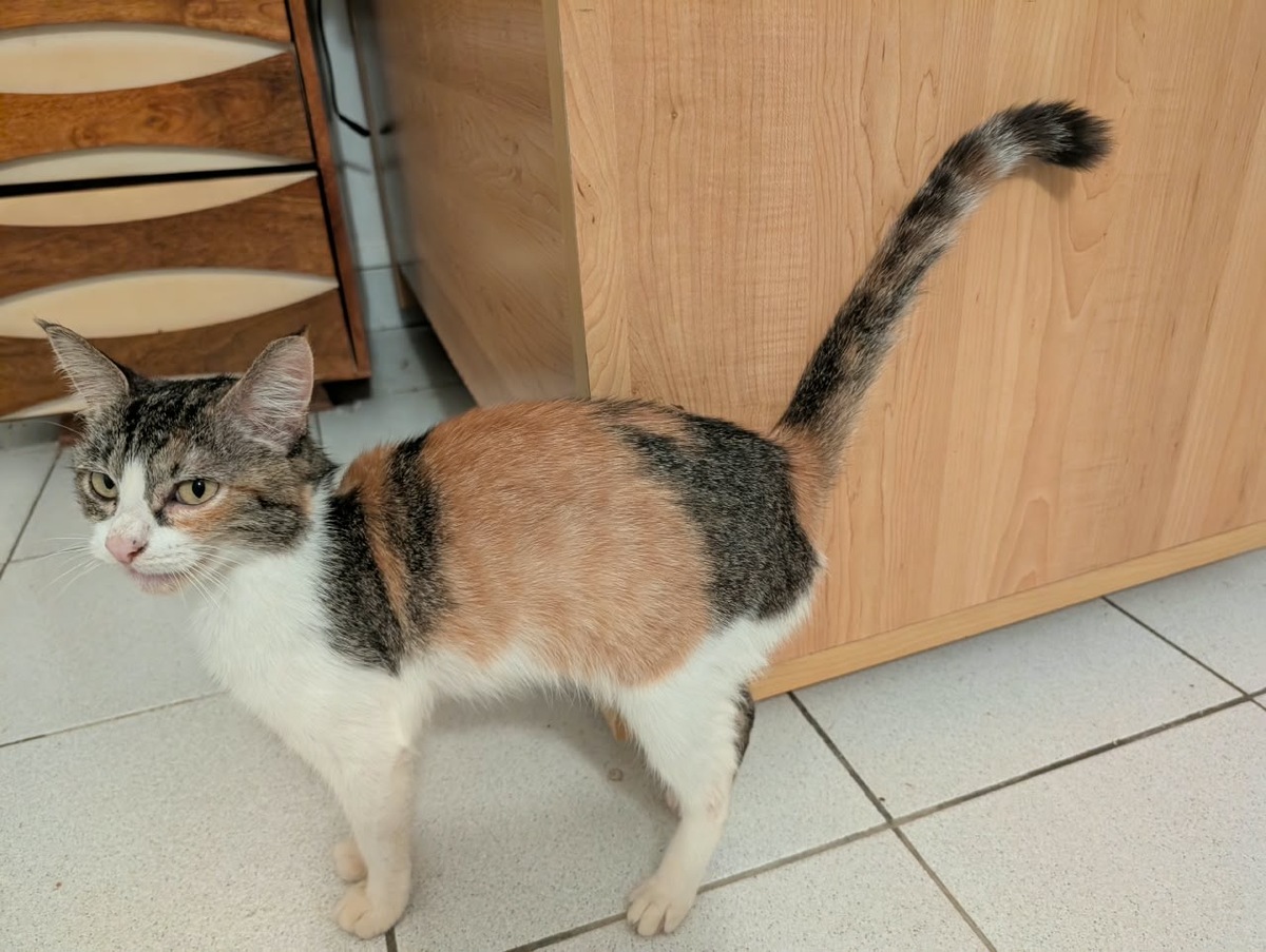 Adoption Pinky