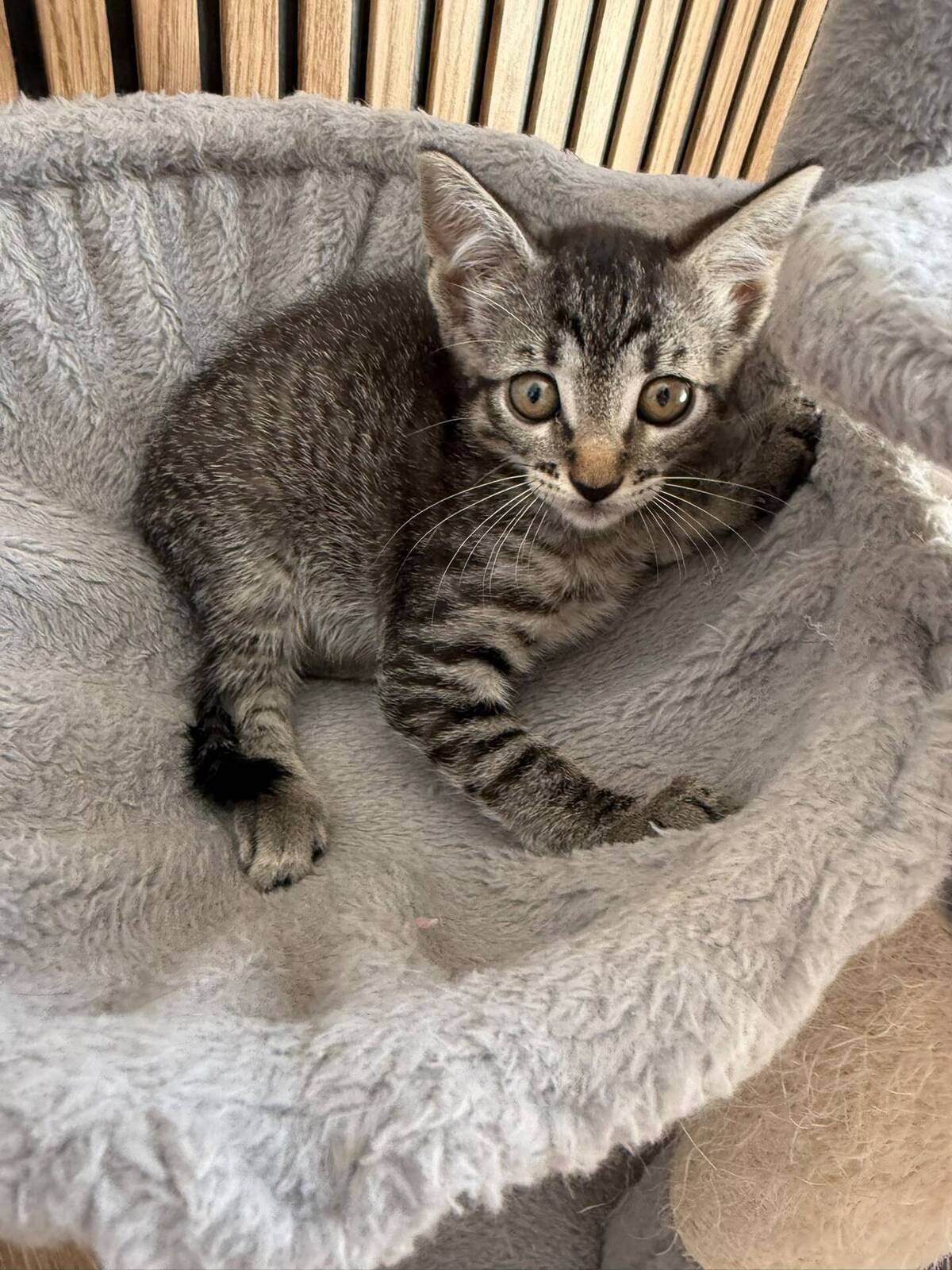 Adoption Juana
