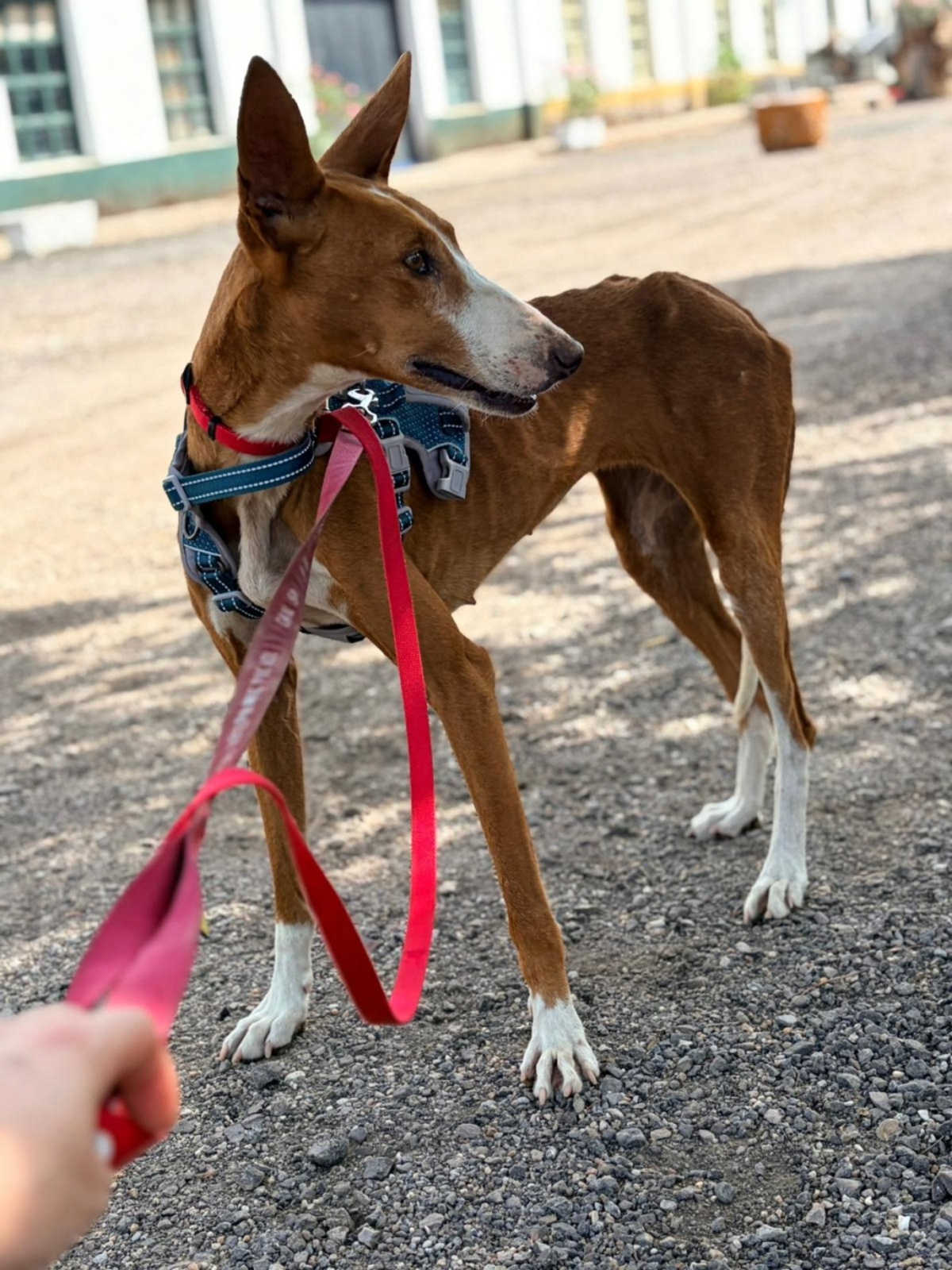 Adoption ibiza