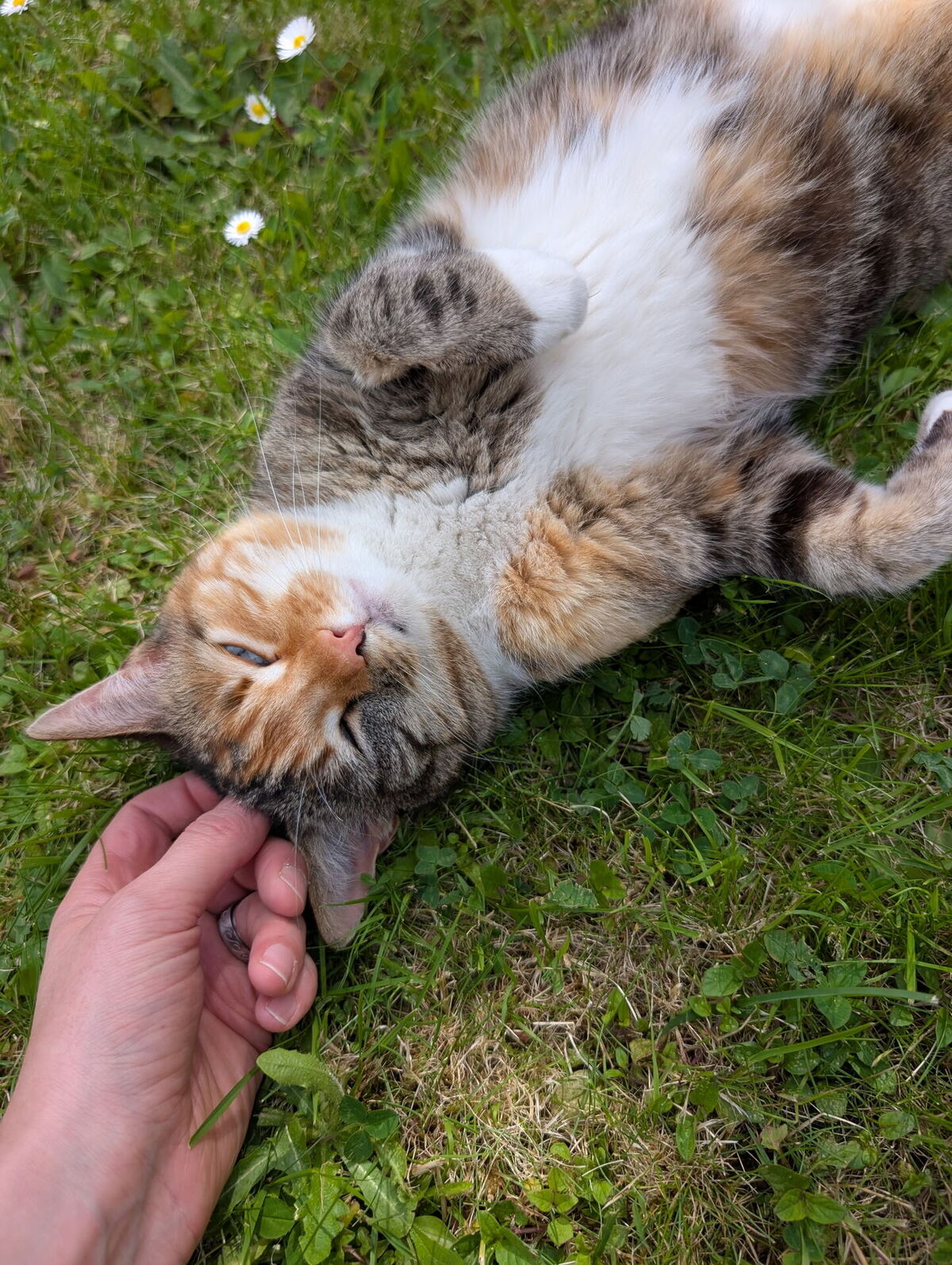 Adoption Ziza