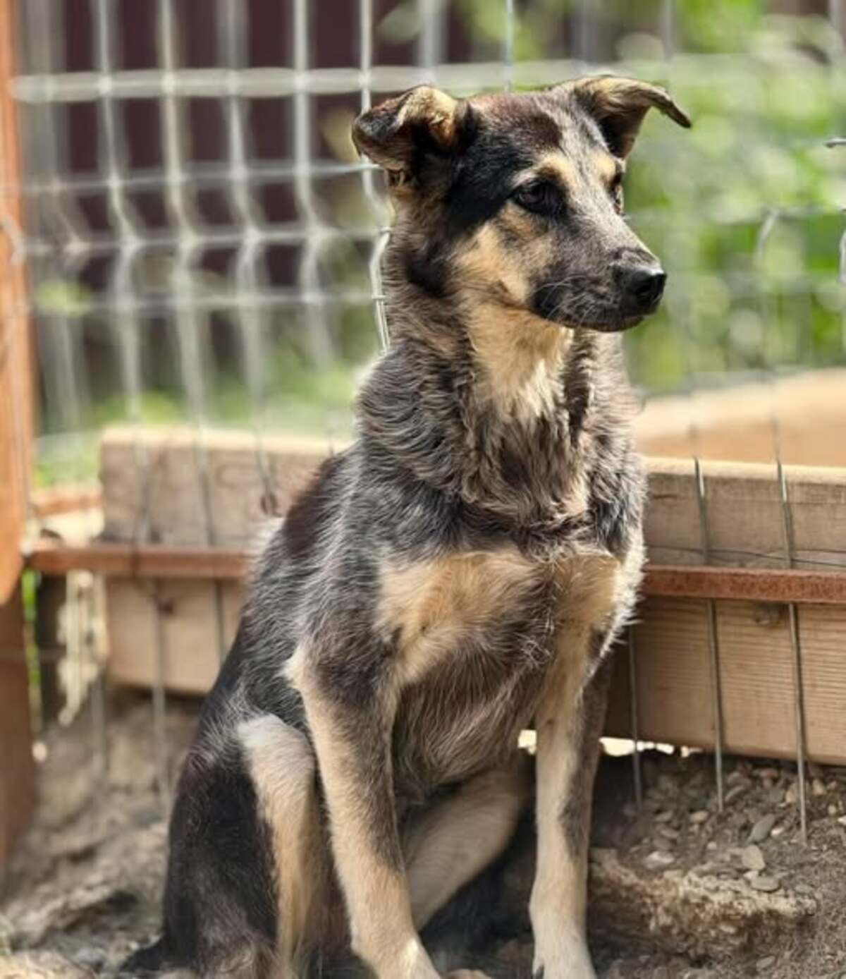 Adoption Prume
