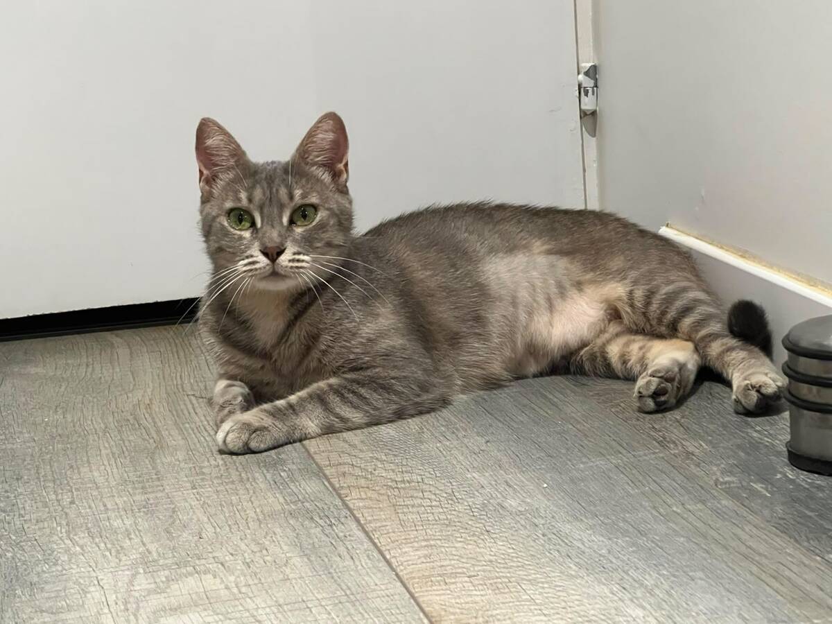 Adoption Bastet