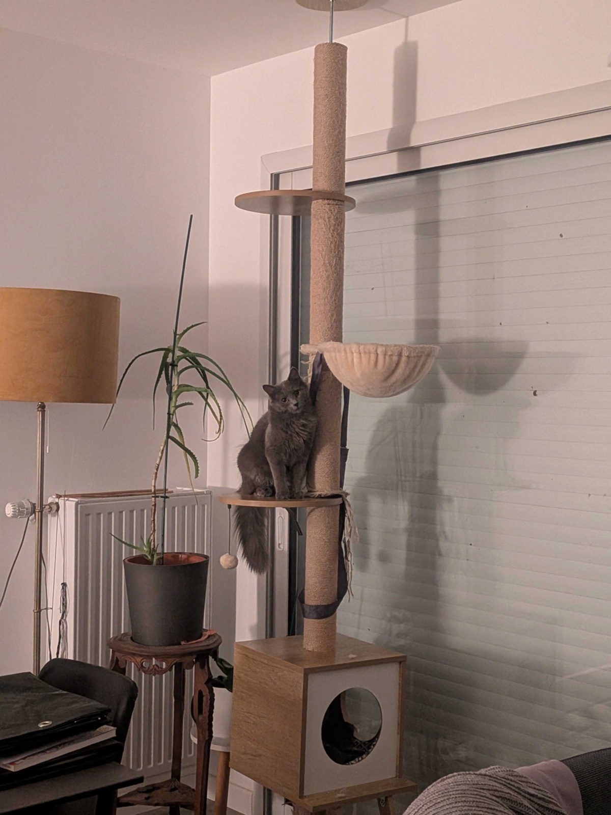 Adoption Kina