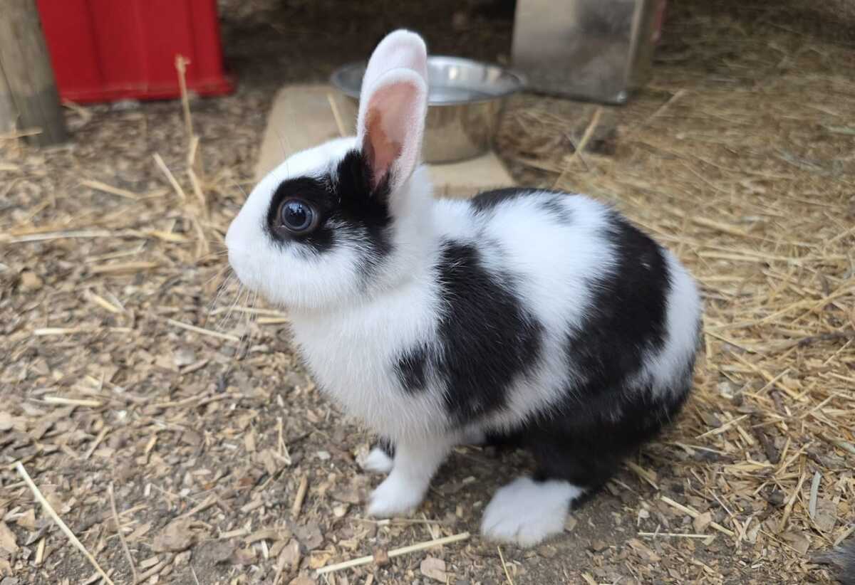 Adoption POIRE et PASTEQUE