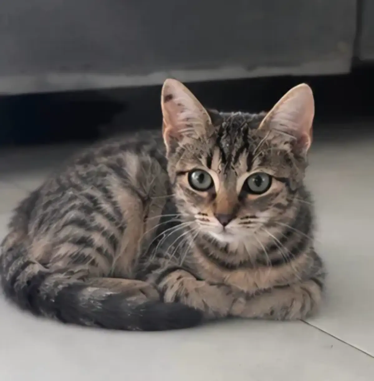 Adoption Romy