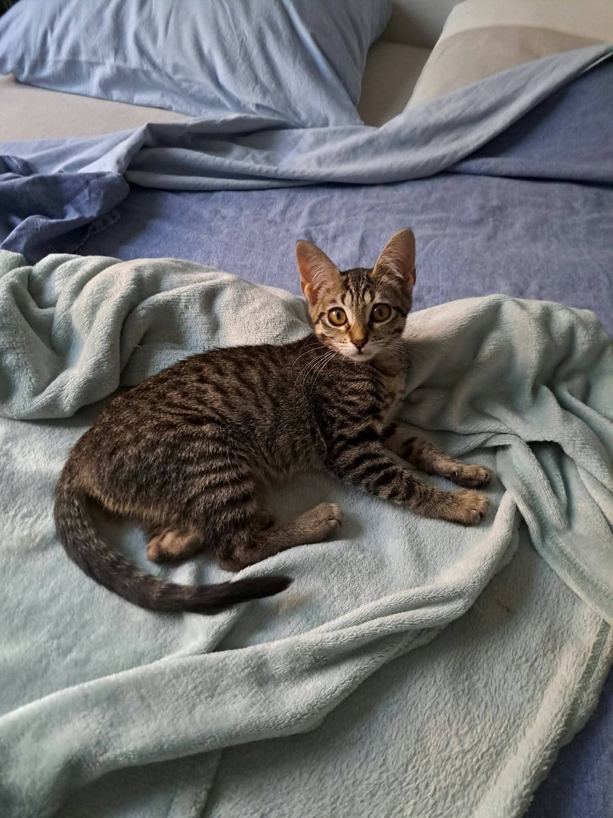 Adoption Bonnie