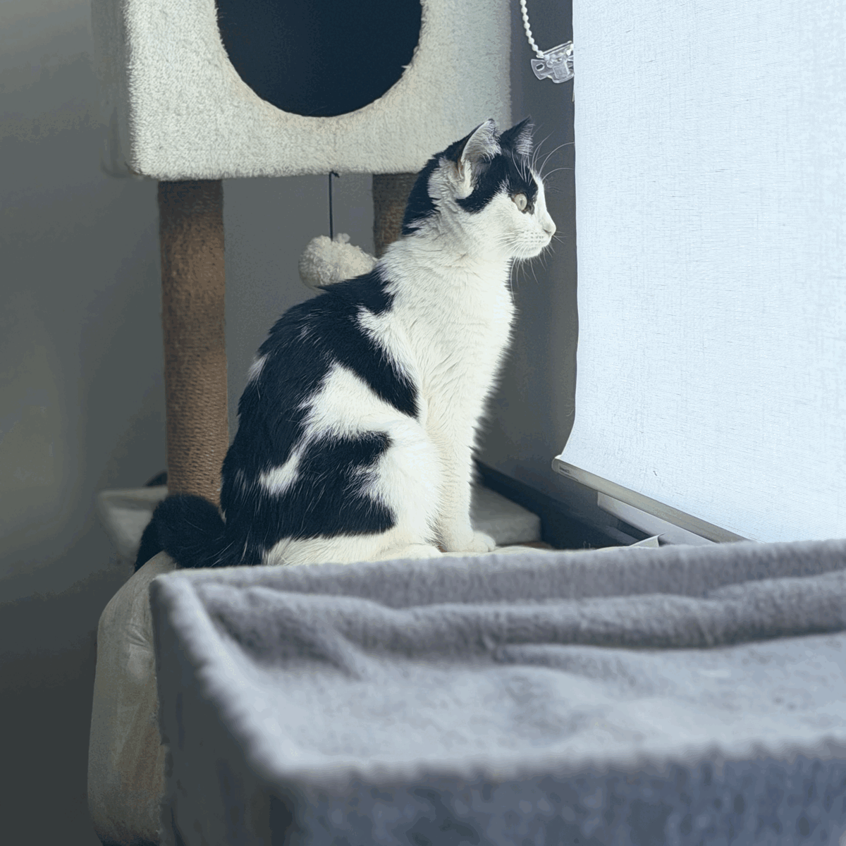 Adoption Agathe