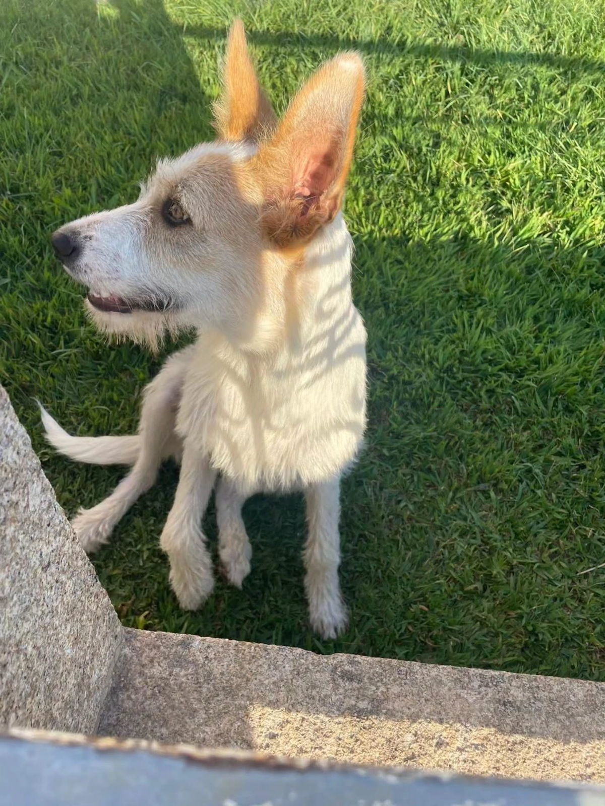 Adoption Lotus