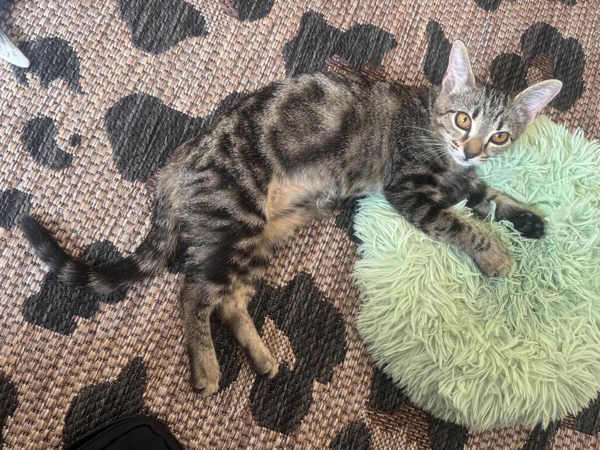 Adoption Gumby