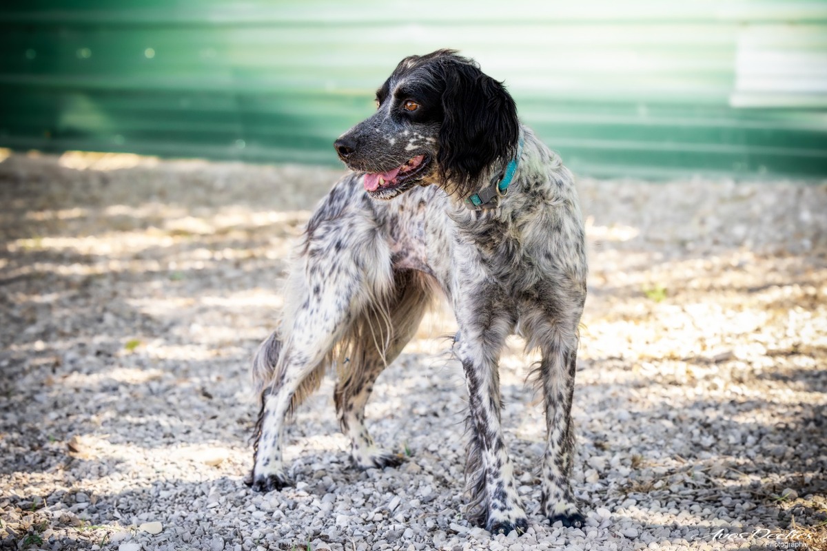 Adoption Mayork